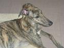 Greyhound Jaxx Nala