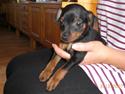 Dvaergpinscher Cookie - Vedhauge Malou