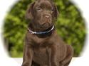 Labrador retriever Ciano