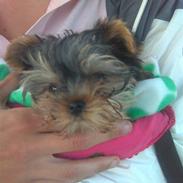 Yorkshire terrier Lilly <3