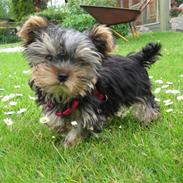 Yorkshire terrier Lilly <3
