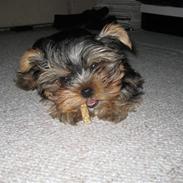 Yorkshire terrier Lilly <3