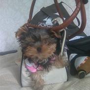 Yorkshire terrier Lilly <3