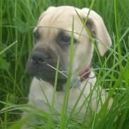 Bullmastiff Vera