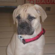 Bullmastiff Vera