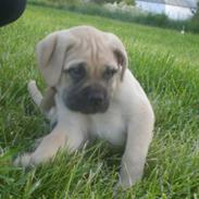 Bullmastiff Vera