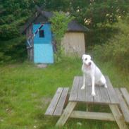 Blanding af racer  RIP  *DogoStaff*  Chicca