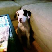 Blanding af racer  RIP  *DogoStaff*  Chicca