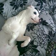 Blanding af racer  RIP  *DogoStaff*  Chicca