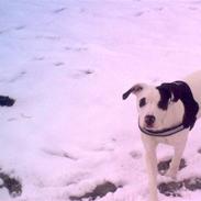 Blanding af racer  RIP  *DogoStaff*  Chicca