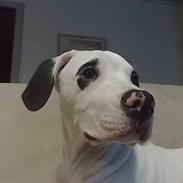 Blanding af racer  RIP  *DogoStaff*  Chicca