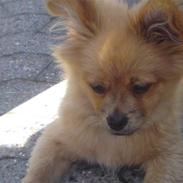 Blanding af racer Gismo