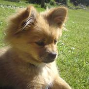 Blanding af racer Gismo