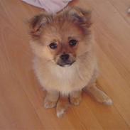 Blanding af racer Gismo