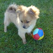 Blanding af racer Gismo