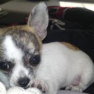 Chihuahua Kiesha