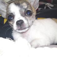 Chihuahua Kiesha