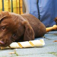 Labrador retriever Maggi