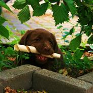 Labrador retriever Maggi