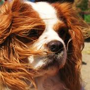 Cavalier king charles spaniel King