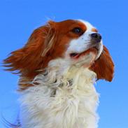 Cavalier king charles spaniel King