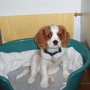 Cavalier king charles spaniel King