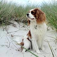 Cavalier king charles spaniel King