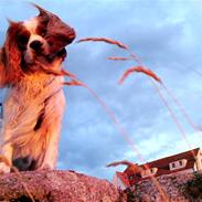 Cavalier king charles spaniel King