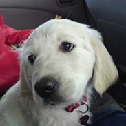 Golden retriever Tess