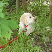 Golden retriever Tess
