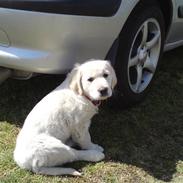 Golden retriever Tess