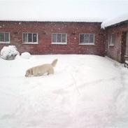 Golden retriever Tess
