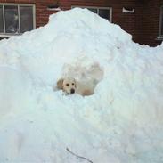 Golden retriever Tess