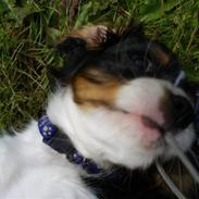 Cavalier king charles spaniel Jimi (Hendrix)