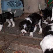 Cavalier king charles spaniel Jimi (Hendrix)