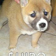 Shiba Shiro