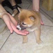 Shiba Shiro