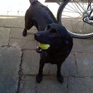 Labrador retriever Tøsen *Formel 1*