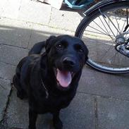 Labrador retriever Tøsen *Formel 1*