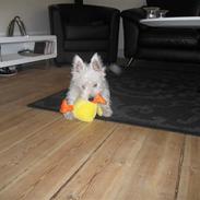 West highland white terrier Baloo