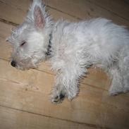 West highland white terrier Baloo