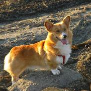 Welsh corgi pembroke Ashlan