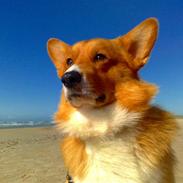 Welsh corgi pembroke Ashlan
