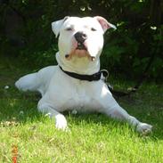 Blanding af racer RIP. Møffe 