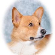 Welsh corgi pembroke Ashlan