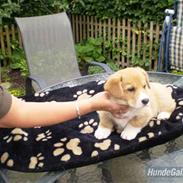 Welsh corgi pembroke Ashlan