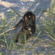 Blanding af racer (Schipperke) Nucca