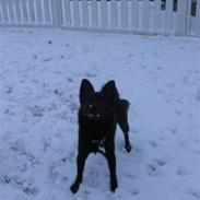 Blanding af racer (Schipperke) Nucca