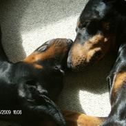 Dobermann Kaizo