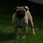 Mops Morris